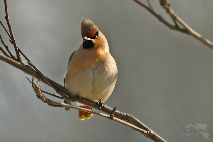 Brkoslav severní (Bombycilla garrulus)