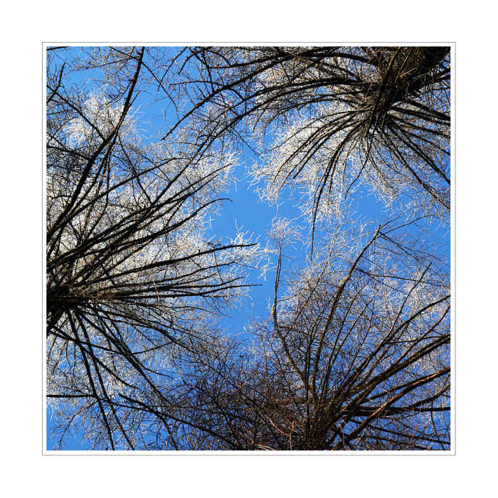 pocukrované modříny