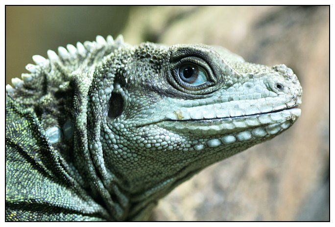 ještěr z liberecké ZOO přes sklo