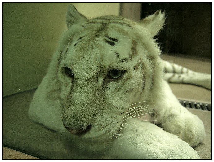 bílá tygřice z Liberce