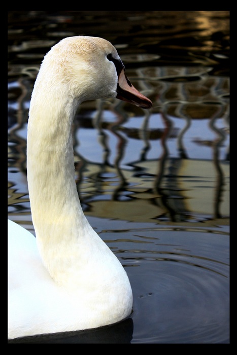 ...líbím se ti???...