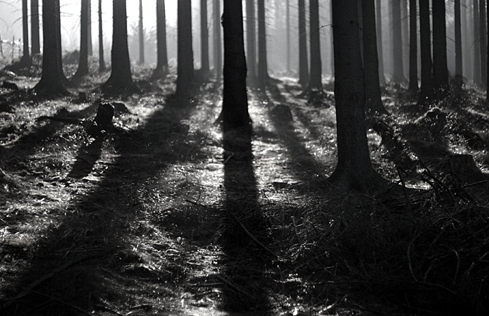 /trees/