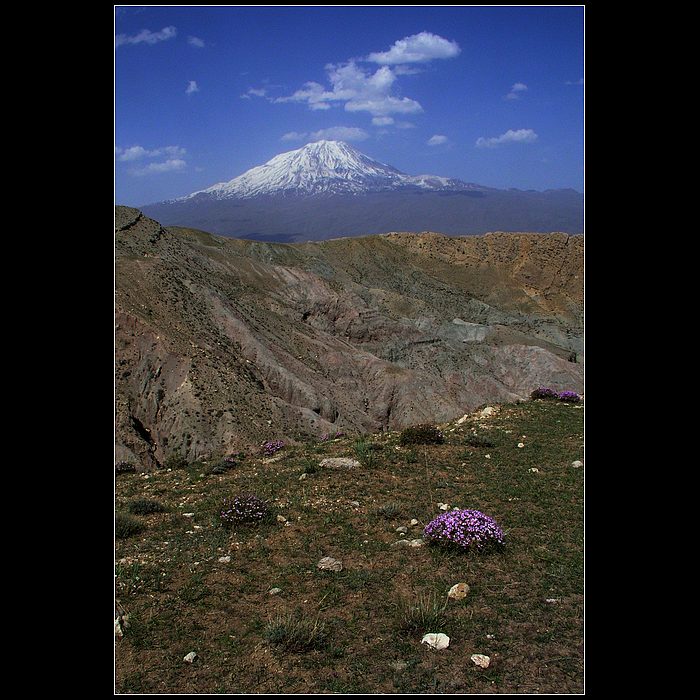 ~~ Ararat ~~