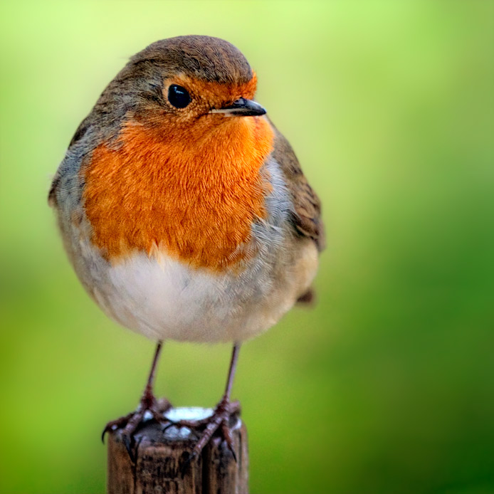 Červenka obecná (Erithacus rubecula)