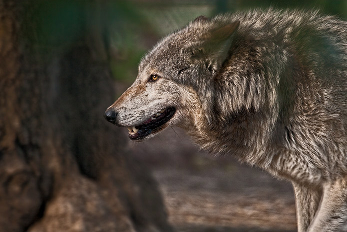 Vlk obecný - Canis lupus