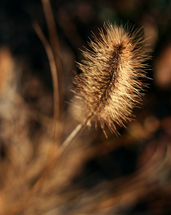 dry flower