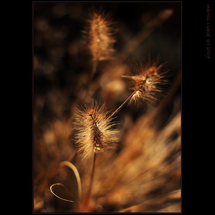 dry flower II
