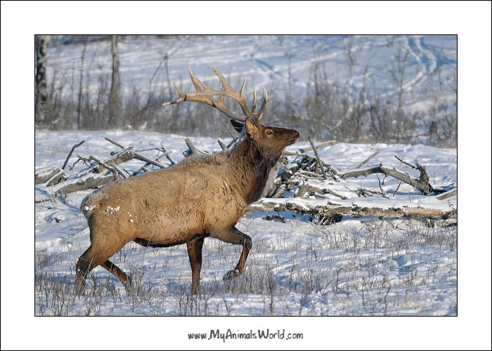 Wapiti