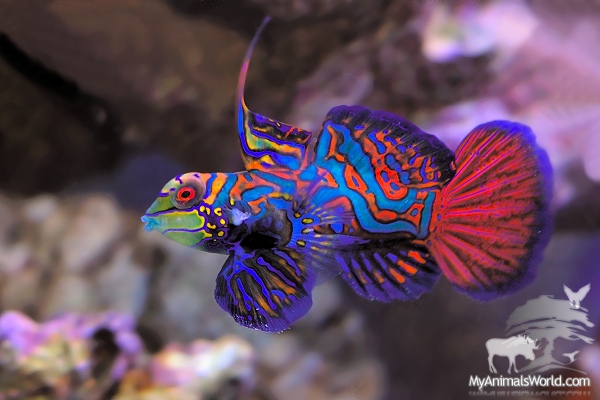 Mandarin Goby