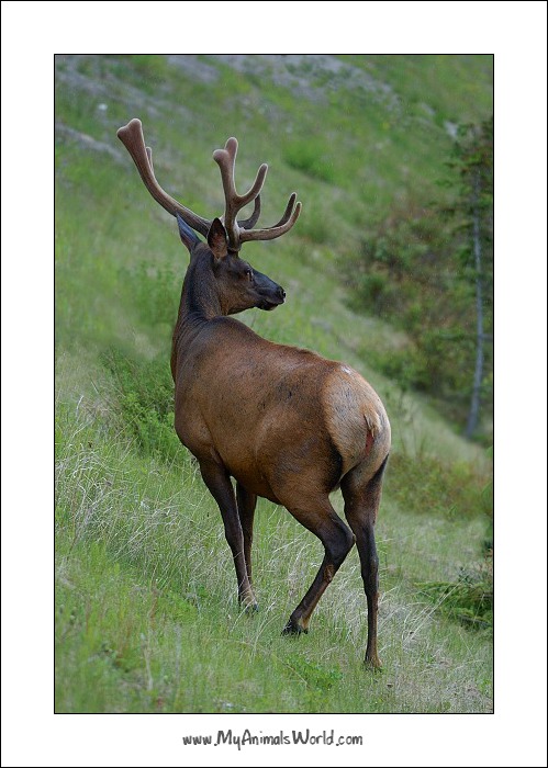Wapiti