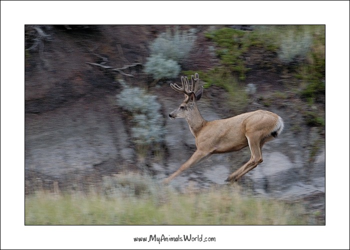 White tailed deer