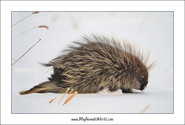 Erethizon dorsatum (North American porcupine)