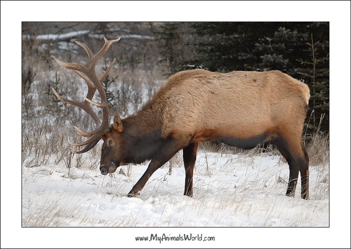Wapiti
