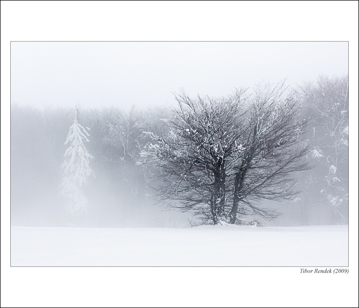 zima na javorine II.
