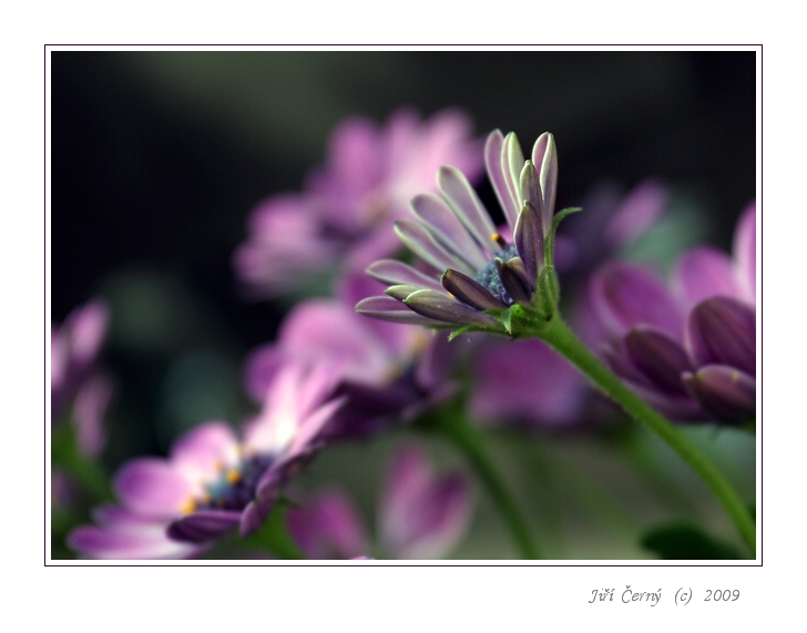 Fialové chtění....