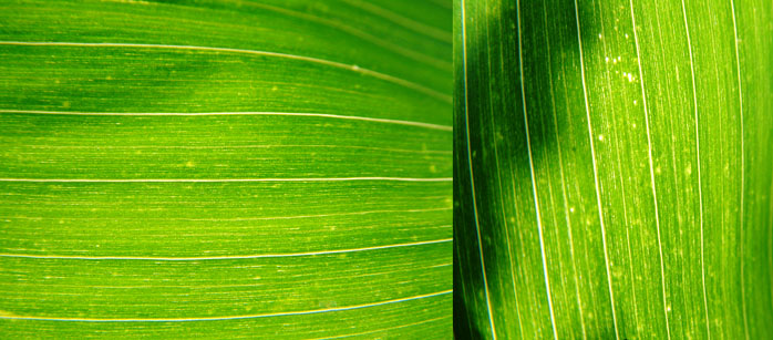 Supergreen