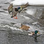 kačeří nevěra: Franto, uteč! Starej se vrací domů