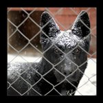 těžký úděl hlídače