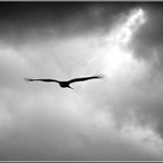 Luňák hnědý - Milvus migrans (Accipitridae)