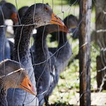 Périgordské husy, Gaskoňsko