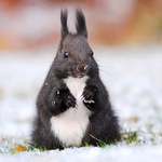  " Prasátko veverkovité"