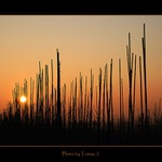 ... II IIII IIIIIIIII...