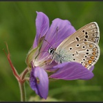 Modrásek jehlicový