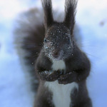 Prosím oříšek...