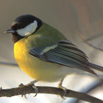 Sýkorka v Zámecké