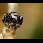 tak tu sedim a čumim