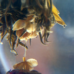 Green tea - Winter Fairy