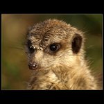 Že by tam dál vyhrábli něco lepšího?