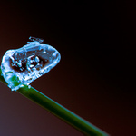 Frozen nature - Frog and little fly