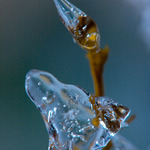 Frozen nature - Dwarf