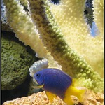 Sapínek zlatoocasý