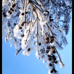 Prostý zimní motiv