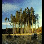 Na sluneční pasece