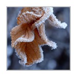 .. mrazivý závoj ..