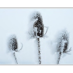 ...mráz kopřivu ( ani bodlák) nespálí...