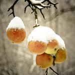 zapomenutí sourozenci