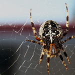 spider