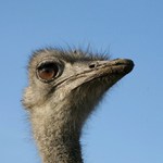 smutek před porážkou......