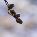 z včerejší procházky......