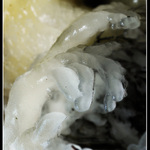 Levá ruka zimy......