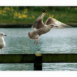 ...na veceru som doma...