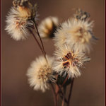 Vzpomínka na podzim