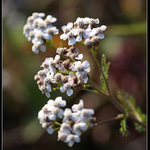 Vzpomínka na konec léta