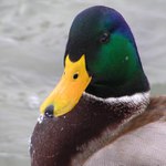 Krásavec divý káčer