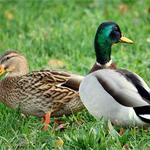 ...zalubenci na prechadzke