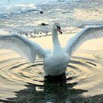 ...pod labutimi kridlami